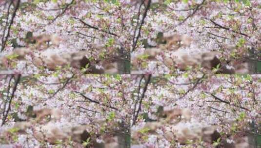 樱花盛开的季节满树樱花横屏素材高清在线视频素材下载