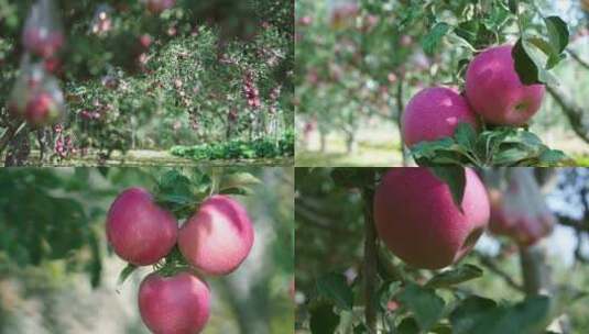 苹果特写、挂在树上红彤彤的苹果高清在线视频素材下载