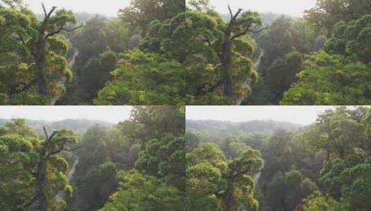 森林树林热带雨林古茶林古茶树林高清在线视频素材下载