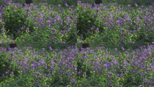 春天公园里成片的二月兰盛开 紫色花海逆光高清在线视频素材下载