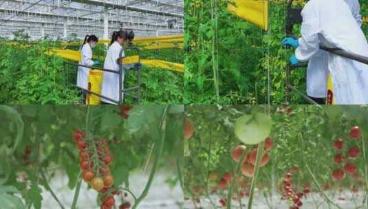 现代农业高清在线视频素材下载