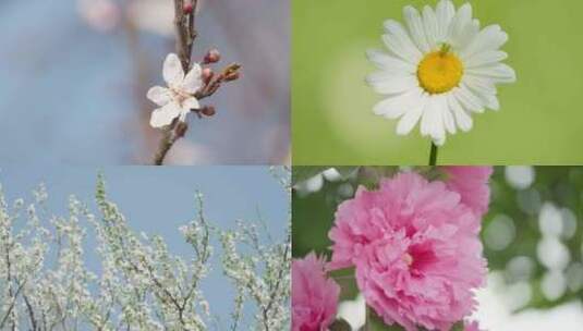 花朵春天鲜花盛开百花齐放高清在线视频素材下载