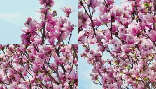 紫玉兰树木二阶玉兰花朵高清在线视频素材下载