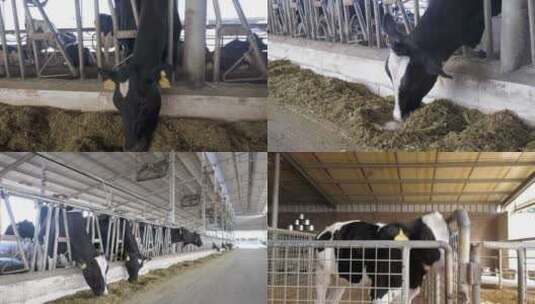 现代化奶牛场奶牛养殖实拍高清在线视频素材下载