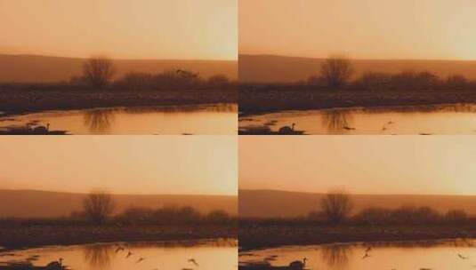 夕阳下的沼泽水鸟群高清在线视频素材下载
