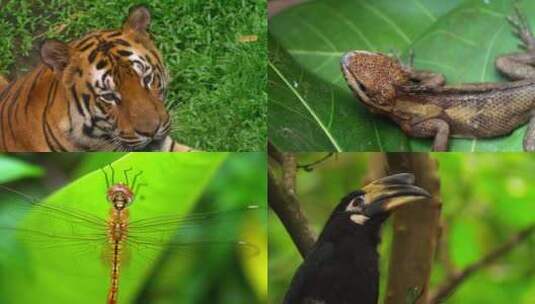 野生生物高清在线视频素材下载