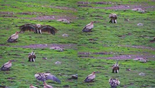 草原上的秃鹫高清在线视频素材下载