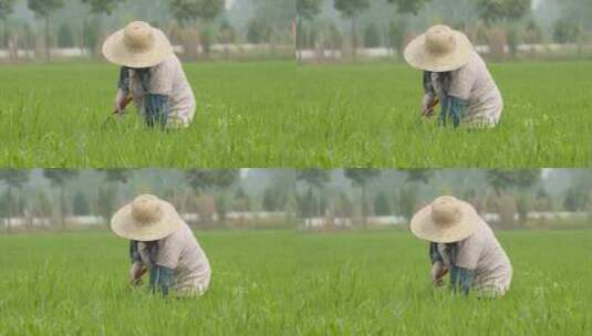 农民在田野里干农活务农高清在线视频素材下载
