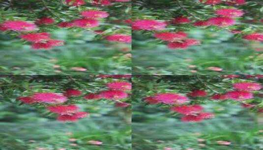 下雨天挂着水珠的美花红千层竖版竖屏高清在线视频素材下载