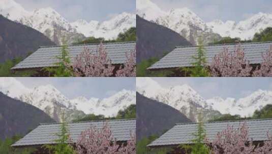 中国西藏林芝市桃花与雪山屋顶蓝天高清在线视频素材下载