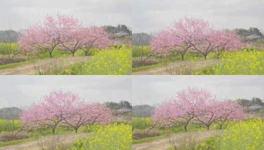 湖南衡山县萱州古镇春天的桃花油菜花盛开高清在线视频素材下载