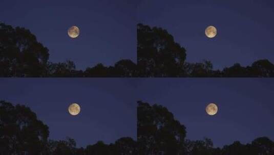 夜晚森林月亮树林明月当空中秋节十五的月亮高清在线视频素材下载