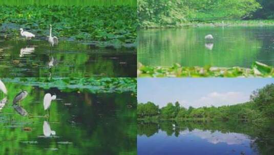 【合集】杭州西湖茅家埠湿地春天白鹭慢镜头高清在线视频素材下载