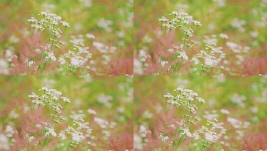 春天盛开的小白花空镜高清在线视频素材下载