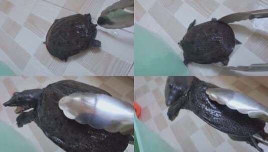 活的甲鱼水鱼食用鳖王八高清在线视频素材下载