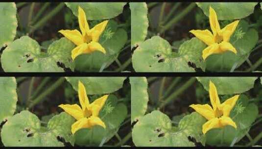 4k原创实拍唯美黄色花朵植物蜜蜂采蜜高清在线视频素材下载