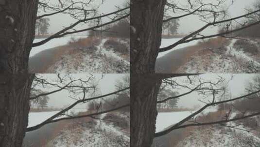树枝上残留的雪高清在线视频素材下载