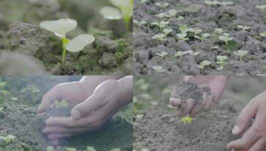 菜苗特写手捧泥土检测土质量 肥料农民的手高清在线视频素材下载