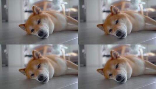 可爱的柴犬狗狗睡觉脸部特写4K高清在线视频素材下载