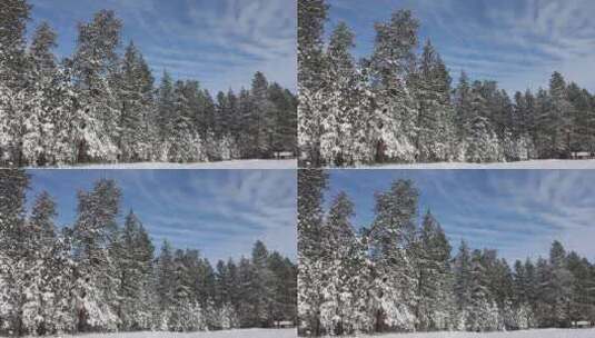 冬季被白雪覆盖的松树林高清在线视频素材下载