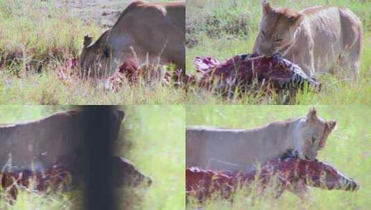 一只狮子在非洲大草原上吃猎物高清在线视频素材下载