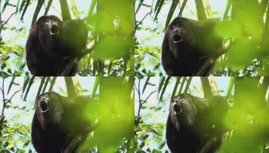 雨林中吼猴在树上嚎叫高清在线视频素材下载