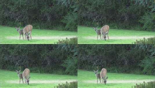 草原上奔跑的麋鹿高清在线视频素材下载
