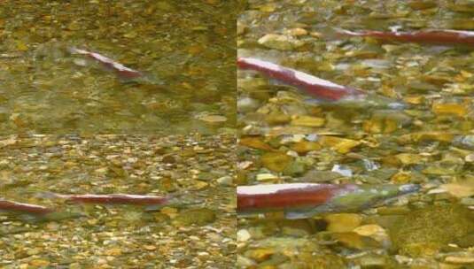 鲑鱼在溪中游泳高清在线视频素材下载