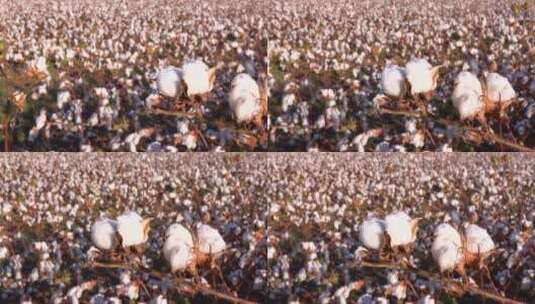 棉花园里的棉花景观高清在线视频素材下载