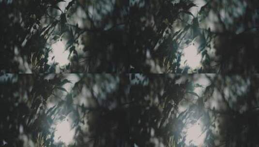 树叶的特写镜头高清在线视频素材下载