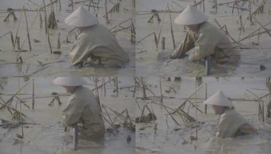 藕农在藕塘中挖藕LOG视频素材高清在线视频素材下载