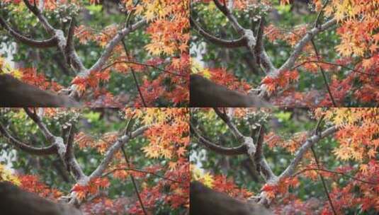 深秋曲院风荷景区内红色的枫叶高清在线视频素材下载