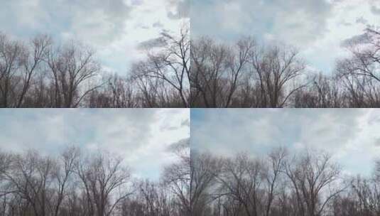 北京冬季晴朗午后的树林高清在线视频素材下载