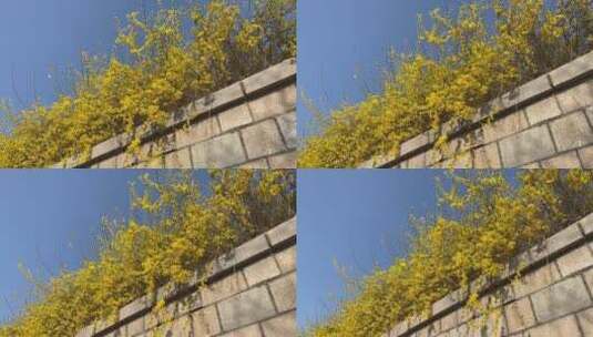 春天街头的迎春花，植物高清在线视频素材下载