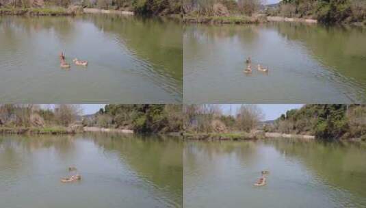 春天郴州西河风光带鸭子高清在线视频素材下载