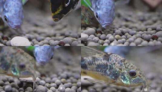 水族海螺除藻螺黑金刚繁殖高清在线视频素材下载