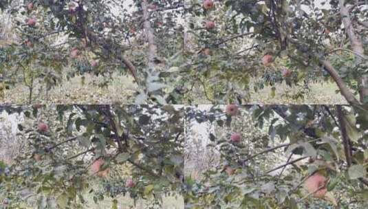 果树苹果采摘园摘苹果高清在线视频素材下载