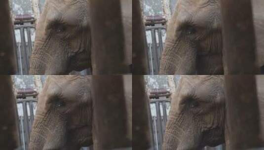 关在笼子里的大象眼睛耳朵象牙高清在线视频素材下载
