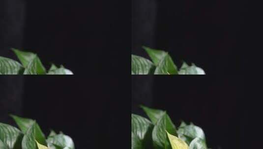 红花绿叶叶子叶脉叶片环保绿萝高清在线视频素材下载