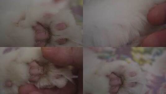 毛球可爱猫咪猫爪肉垫高清在线视频素材下载