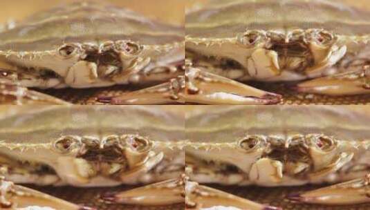 【镜头合集】螃蟹嘴口器特写高清在线视频素材下载