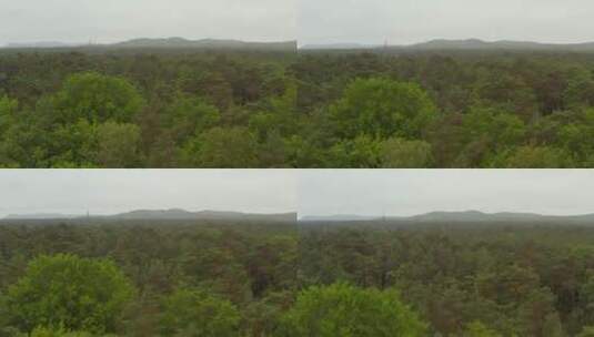 巨大的森林_满是绿树和薄雾_空中高清在线视频素材下载