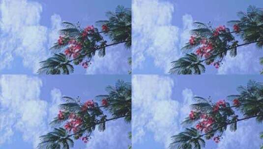红花海棠花蓝天空镜高清在线视频素材下载