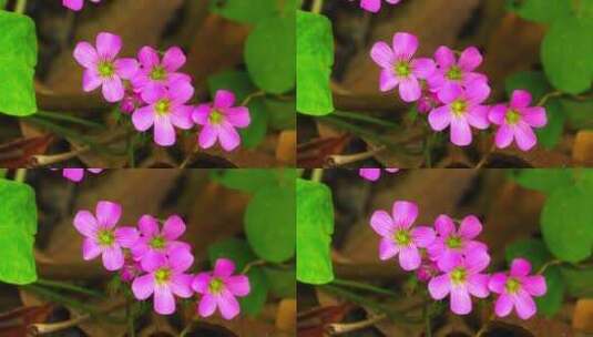 植物自然生长花开正艳高清在线视频素材下载