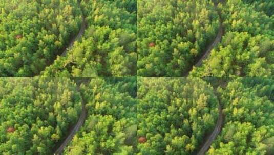 航拍大兴安岭金秋山峦密林山路风景高清在线视频素材下载