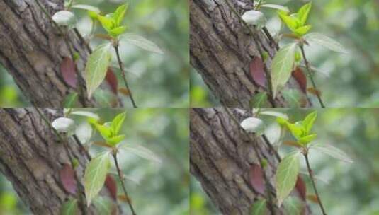 嫩芽叶子树叶发芽春天树木抽芽高清在线视频素材下载