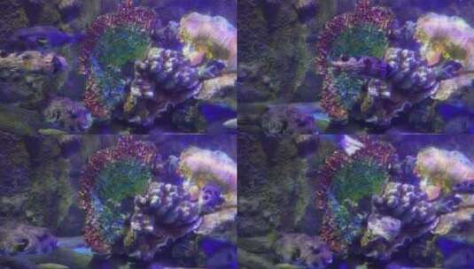 珊瑚礁海洋礁石海缸造景高清在线视频素材下载
