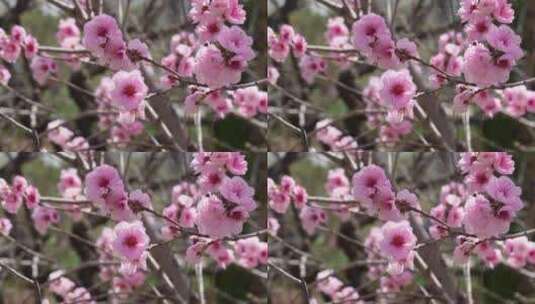 微距特写鲜花桃花粉色花朵高清在线视频素材下载