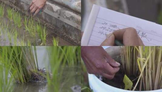 黑龙江 庆安 水稻种植高清在线视频素材下载
