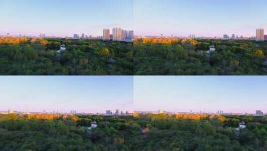清晨阳光照耀在公园秋天金黄色树林高清在线视频素材下载